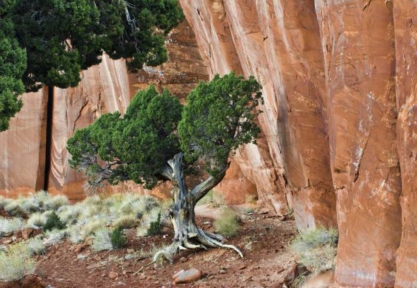 UT, Monument Valley Juniper tree in canyon